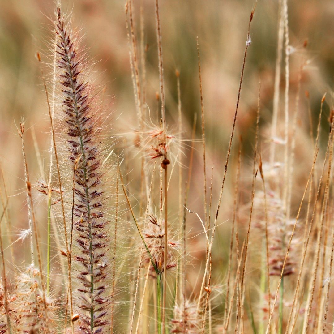 Submit The Fieldstone Review